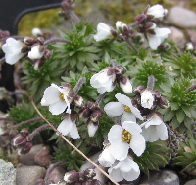 Draba dedeana 